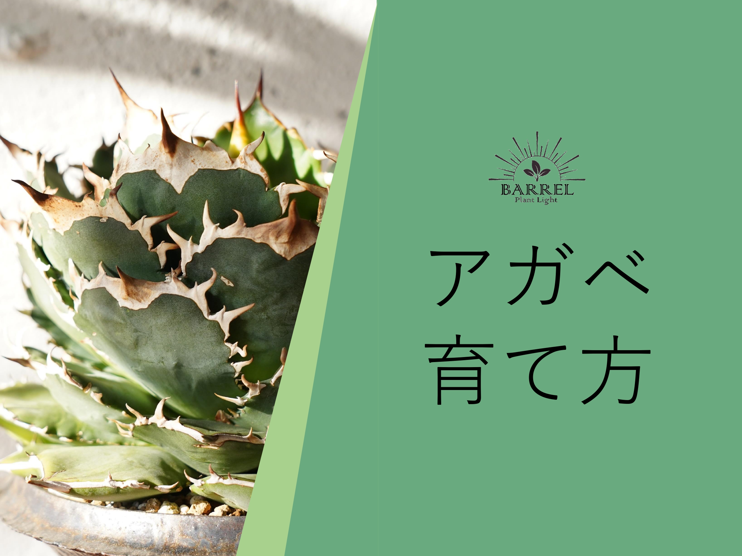 アガベ　育て方